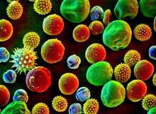 Alerji Nedir? Alerji Nedir?