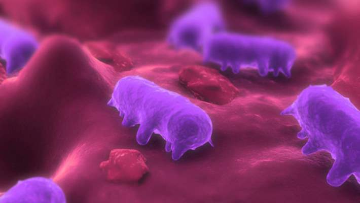 Salmonella: Kendinizi Bu Caniye Karşı Koruyun