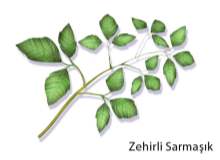 Zehirli Sarmaşık, Meşe ya da Sumak Zehirli Sarmaşık, Meşe ya da Sumak