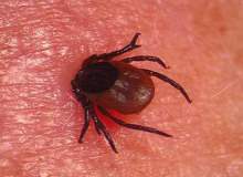 Lyme Hastalığı: Nedenleri, Belirtileri ve Tedavisi Lyme Hastalığı: Nedenleri, Belirtileri ve Tedavisi