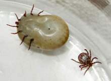 Lyme Hastalığı (Kene Isırması) Lyme Hastalığı (Kene Isırması)