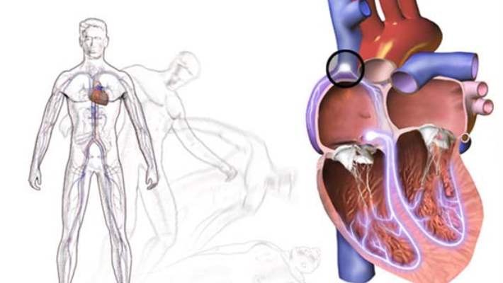 Yavas Kalp Atimi Bradikardi Hemen Saglik