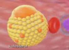 HDL - İyi Kolesterol Nasıl Yükseltilir