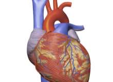 Atrial Çırpınım Nedir? Atrial Çırpınım Nedir?