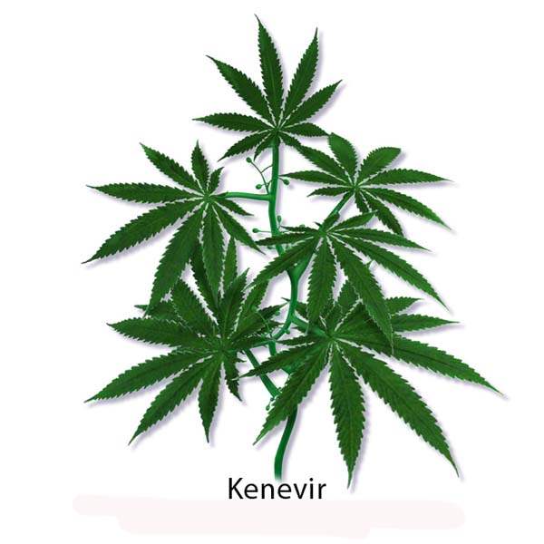 Genel Olarak Esrar (Hint Keneviri)