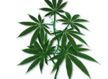 Genel Olarak Esrar (Hint Keneviri) Genel Olarak Esrar (Hint Keneviri)