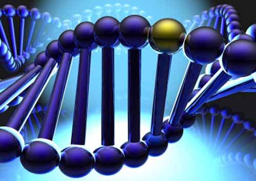 BRCA Gen Testi