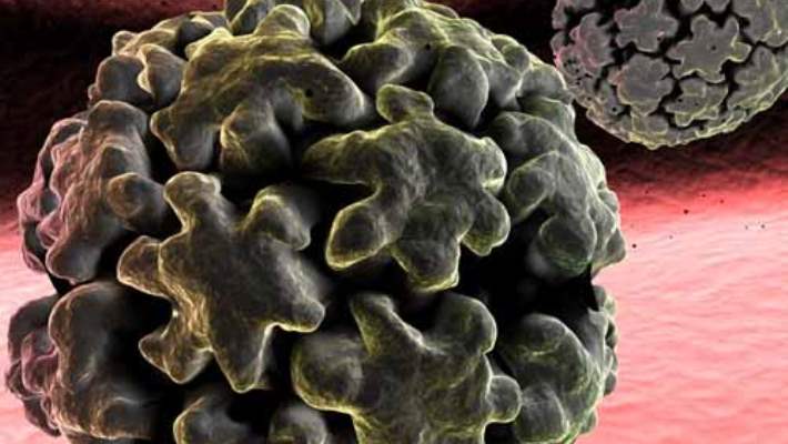 İnsan Papilloma Virüsü (Hpv)