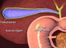 Safra Kesesi Nerede? Safra Kesesi Nerede?