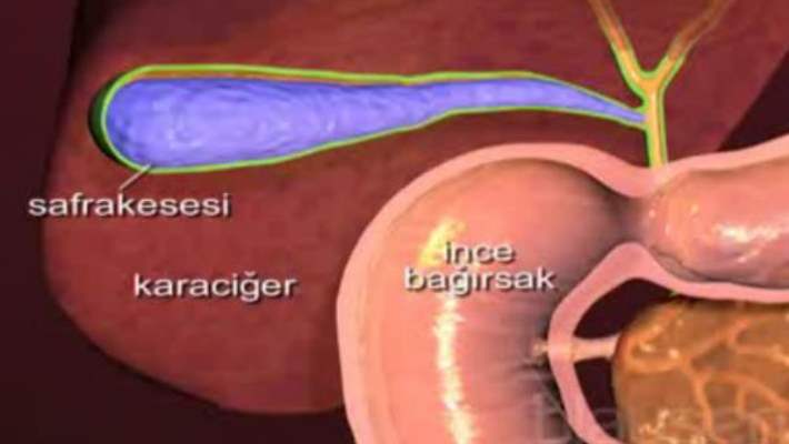 Safra Kesesi Nerede?