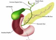 Safra Taşları için Safra Asitleri Safra Taşları için Safra Asitleri