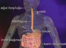 Yemek Borusu İltihabı (Özofajit) Yemek Borusu İltihabı (Özofajit)