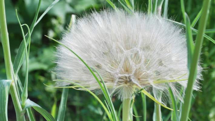Azgn Teke Otu (Epimedium)