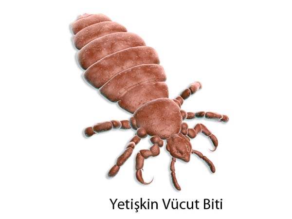 Vücut Biti