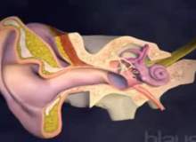 Orta Kulak İltihabı Orta Kulak İltihabı