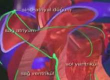 Kalp Hastalıklarının Belirtileri Kalp Hastalıklarının Belirtileri