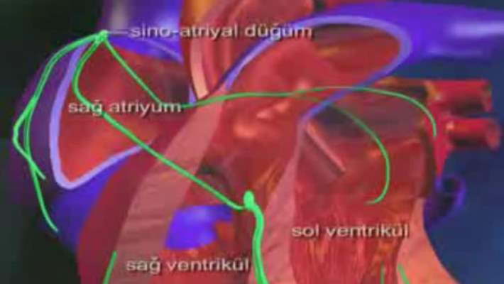 Kalp Hastalıklarının Belirtileri