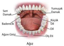 Pemfigüs (Büllü Hastalık) Pemfigüs (Büllü Hastalık)