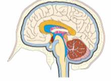 Sitokrom P450 Testleri (CYP450 Testleri) Sitokrom P450 Testleri (CYP450 Testleri)