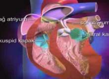 Kalp Kapakçığı Hastalığı Kalp Kapakçığı Hastalığı