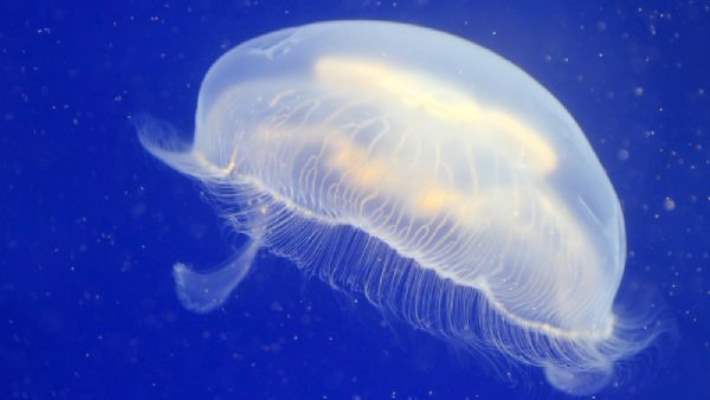 Denizde Yaralanmalara Dikkat!