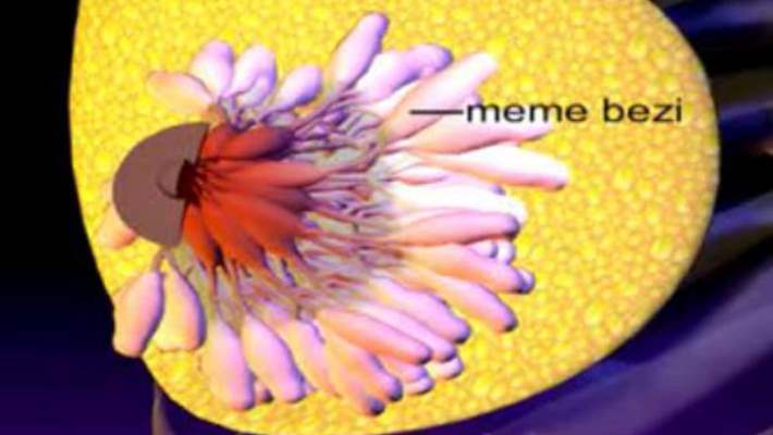 Meme Kanseri Belirtileri Ve Teşhisi