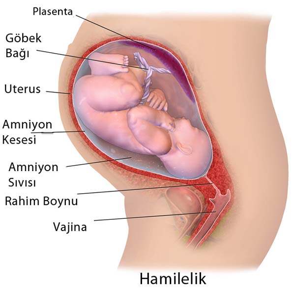 Kürtaja Genel Bakış