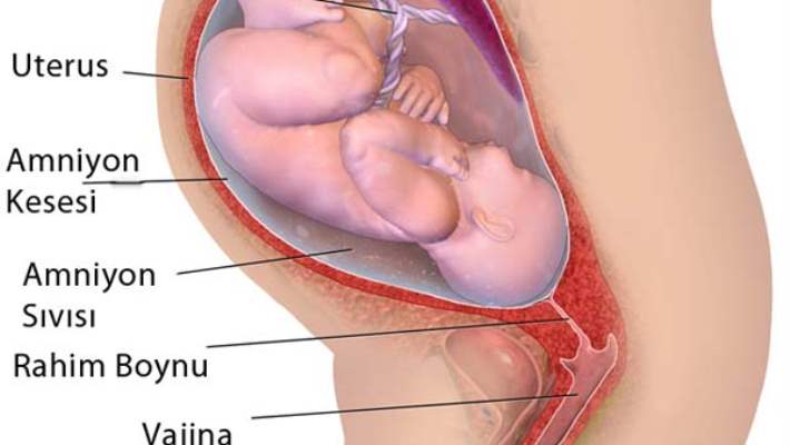 Kürtaja Genel Bakış