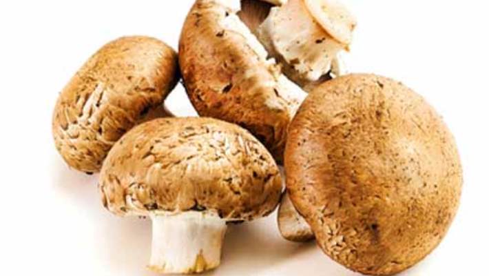Mantar: Yiyecek Mi İlaç Mı Yoksa Zehir Mi