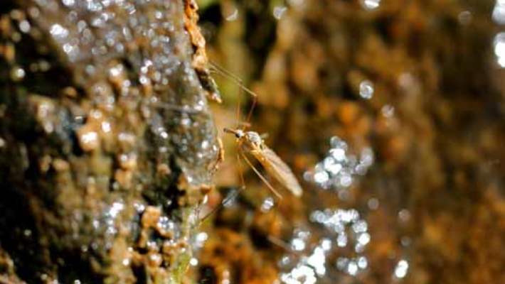 Afrika Tripanozomiyazı