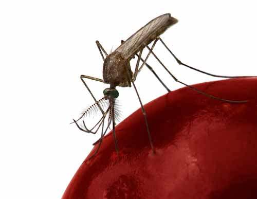 Dengue Ateşi