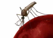 Dengue Ateşi Dengue Ateşi