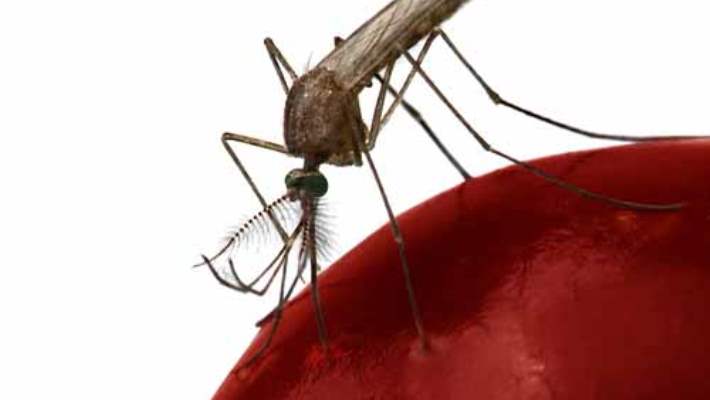 Dengue Ateşi