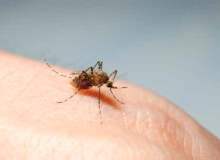 Sıtma (Malarya)