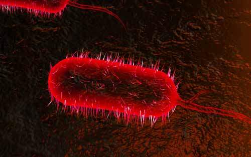 Ebola Hemorajik Ateşi