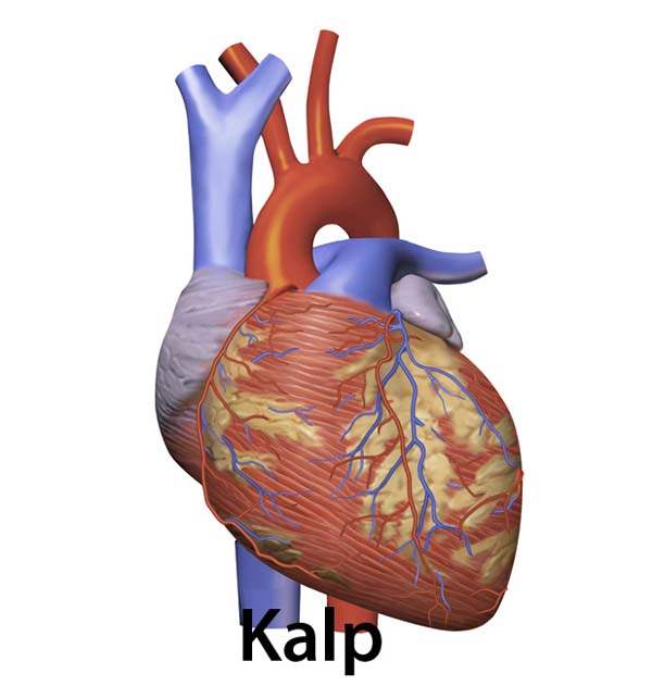 Konjestif Kalp Yetmezliği