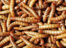 Entomofobi Entomofobi