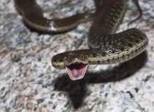 Ofidyofobi (Yılan Korkusu) Ofidyofobi (Yılan Korkusu)