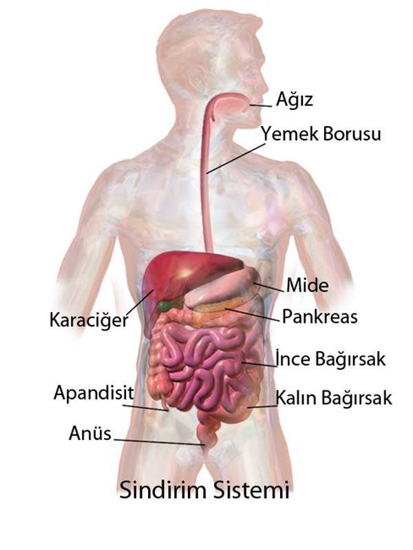 Anal Apse