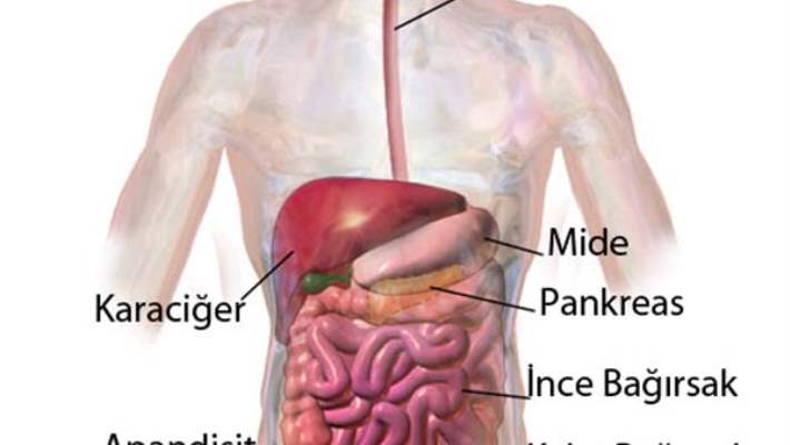 Anal Apse