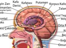 Beyin Anatomisi