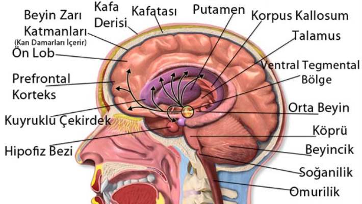 Beyin Anatomisi