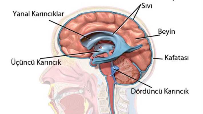 Olivopontoserebellar Atrofi