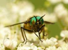 Böcek Isırıkları Böcek Isırıkları