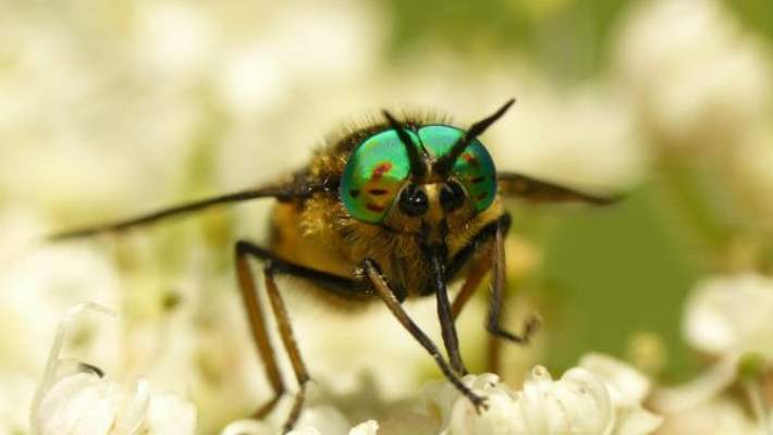 Böcek Isırıkları