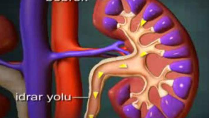 gece sik idrara cikma nokturnal