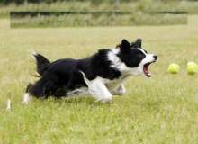 Evcil Hayvanlarınızdan Öğrenebileceğiniz 20 Şey Evcil Hayvanlarınızdan Öğrenebileceğiniz 20 Şey