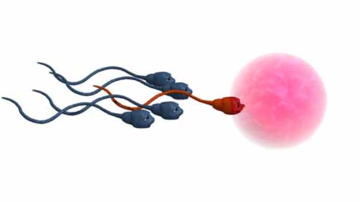 Meni Ve Sperm