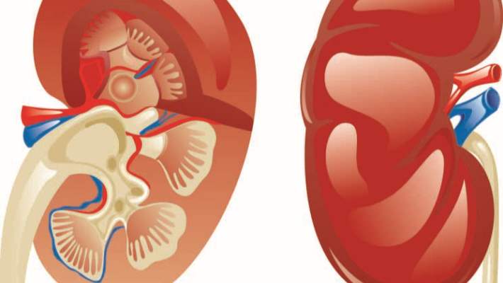 Genel Üroloji Bilgisi