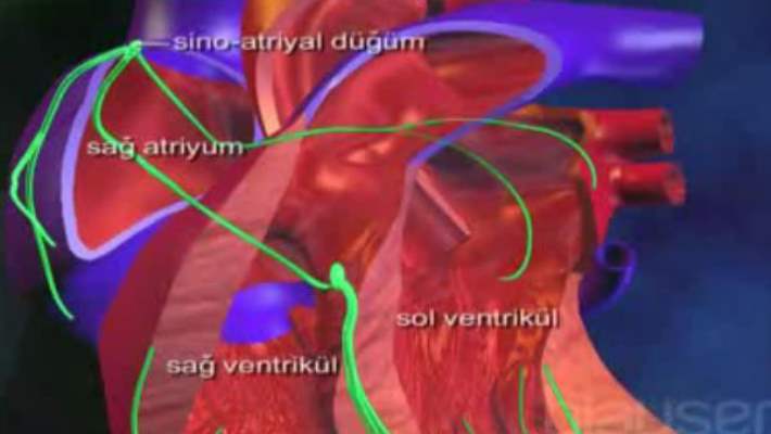 Yüksek Tansiyon Ve Hipertansif Kalp Hastalığı